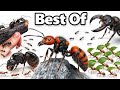 My Best Ant Colony Simulation Videos Of 2025 ANTTREK