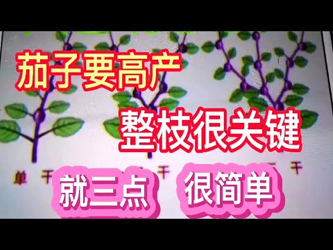 茄子要高产，整枝打叉很关键，分享专家的做法和我的经验
