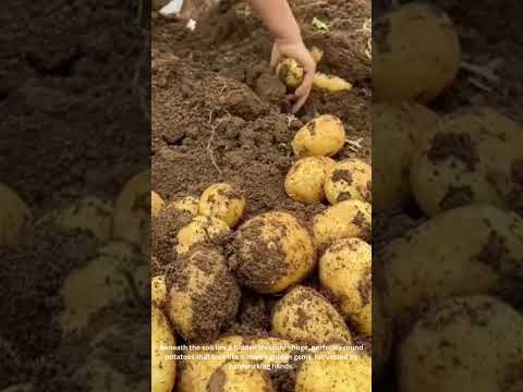 Giant Potatoes Unearthed! Farmer’s Harvest Surprise Will Blow Your Mind