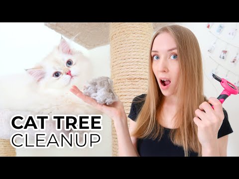 HOW TO CLEAN A CAT TREE NATURALLY STEP BY STEP Featuring: My British Longhair Cats Milo And Ava