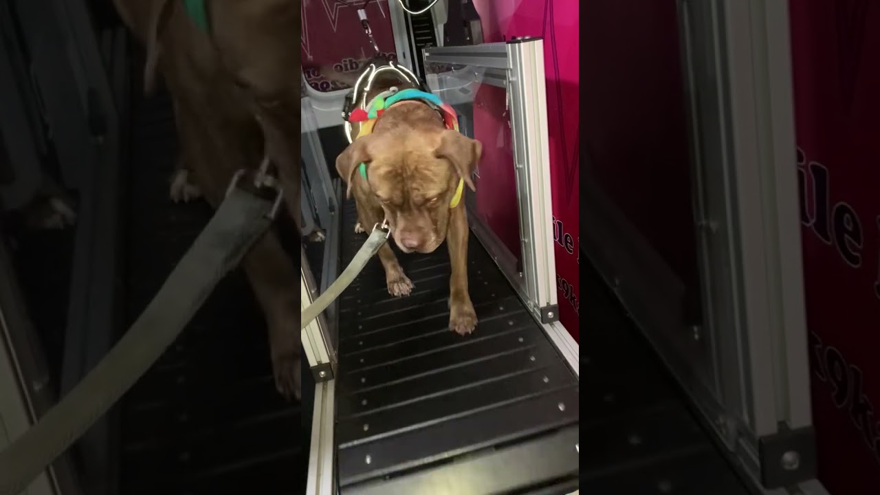 Nelly, a Adoptable mixed breed in Pleasant Ridge, MI video 4/6