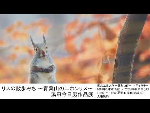 リスの散歩みち ～青葉山のニホンリス～ 湯田今日男作品展