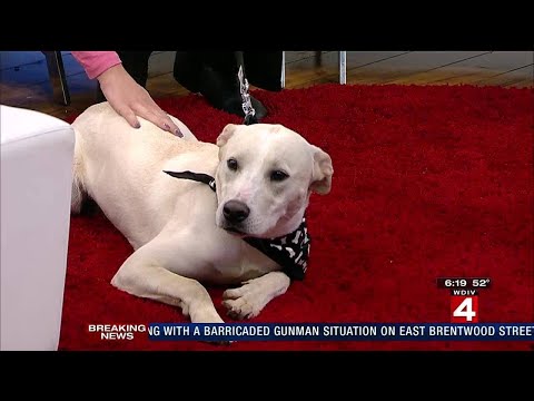 Pet of the Week: Jericho the dog