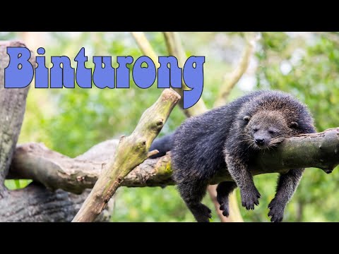 アニマルポップコーンの香り