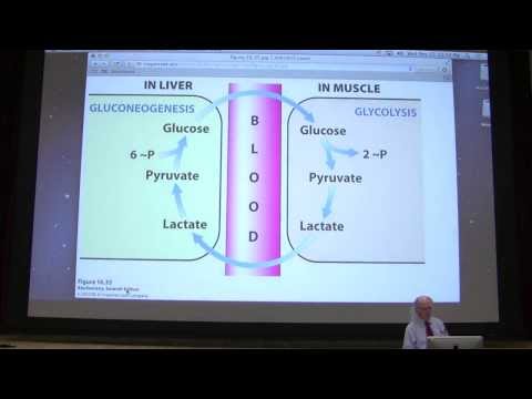 24.  Kevin Ahern's Biochemistry - Cori Cycle & Glycogen Metabolism