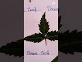 Names Of Leaves Part 1