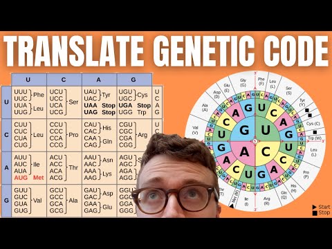How to Translate mRNA to Amino Acids (DECODING THE GENETIC CODE)