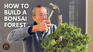 Turning 2 Trees Into 3 Using Air Layering | Creating a Bonsai Forest