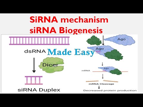 siRNA Biogenesis | RNAi | siRNA Mechanism for beginners | Biology lectures |