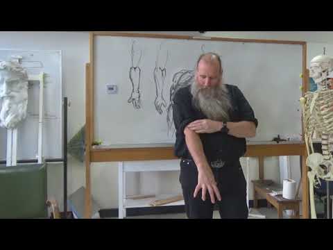 Drawing Forearms- Things to look for when