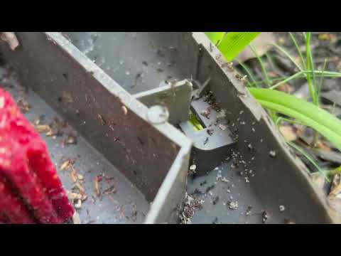 Ants Have Infested the Rodent Bait Station in Atlantic Highlands, NJ