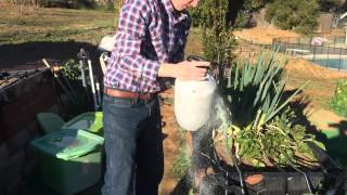 Download Lagu Kill Ants and Aphids In Your Garden With Diatomaceous Earth Thumbnail