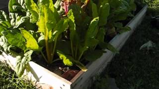 Portable Raised Bed Garden