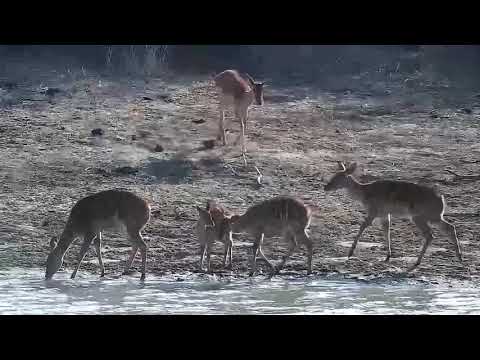 Djuma: Nyalas and Impalas coming to the dam - 07:33 - 09/18/21