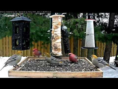 Male and Female Pine Grosbeaks Forage In Light Snowfall – Nov. 8, 2017