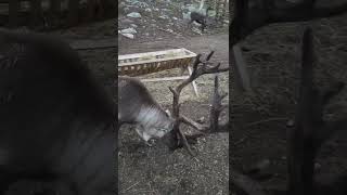 reindeer large antlers langedrag