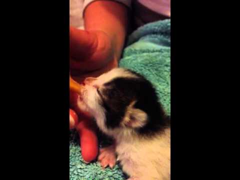 Cute hand rearing kitten