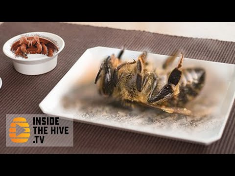 HONEY BEE Apis mellifera CANNIBALIZING honey bees and consuming Varroa mite.