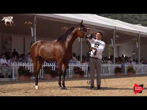 N.52 D SEENEYYAH - Menton 2019