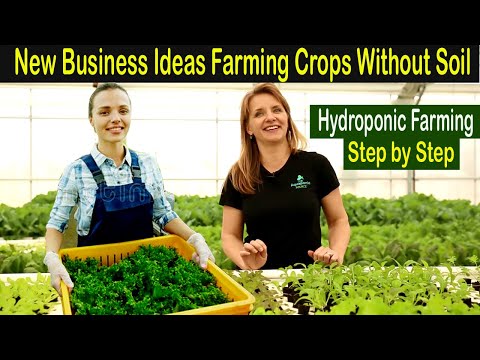 , title : 'Hydroponic Farming Business Plan - How to Start Business Hydroponic Farm - Business Ideas at Home'