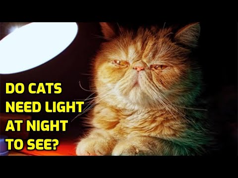 Should I Leave A Light On For My Cat At Night?