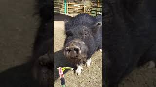 #岐阜#遊園地#動物　　　　　　　【恵那峡ワンダーランド】　ふれあい広場　ミニブタ　キャサリン