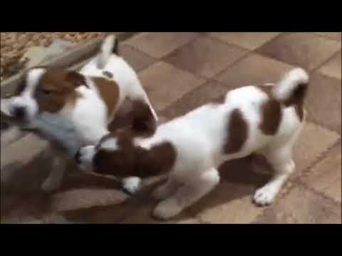 Jack-Russell-Terrier Welpe kaufen