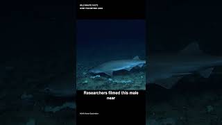 Download lagu This Deep-Sea Shark Has Six Gills mp3