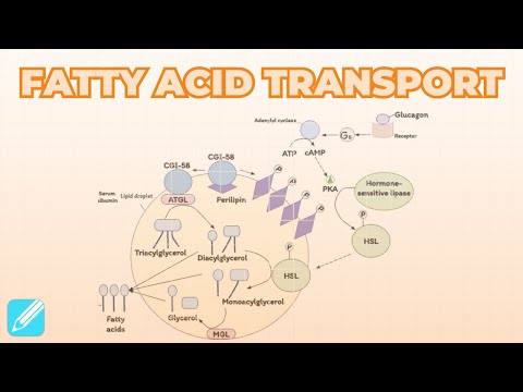 Fatty Acid Mobilization & Transport | Metabolism