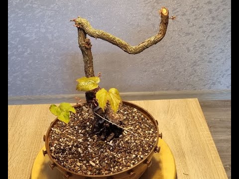 Wilder Wein als Bonsai - Geht das ???