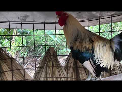 Pure blood 🩸 Chocolate 🍫 Grey.