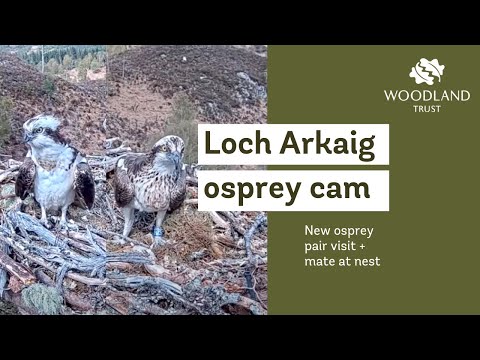 New osprey pair visit + attempt mating at nest - Loch Arkaig Osprey Cam (2021)