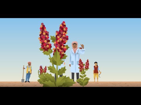 Quinoa, a future-proof crop for food security (Animation)