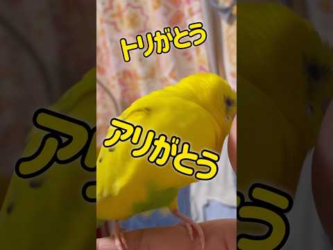 園芸 オウムのくちばし、ロティエ・ド・ベルトロ