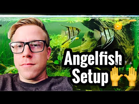 Tips on Angelfish Tank Setup & Size