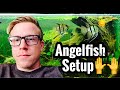 Tips On Angelfish Tank Setup Size