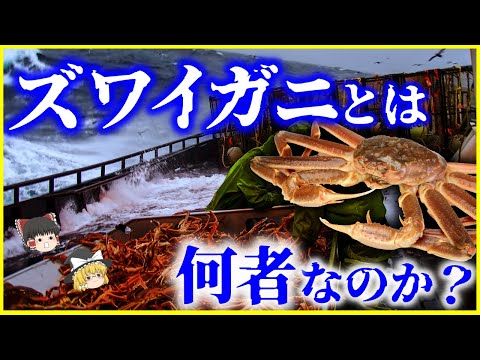 Portunus (属)について詳しく解説