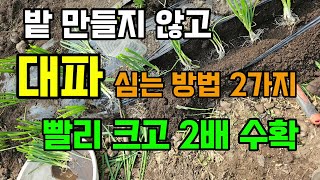 밭 만들지 않고 대파 심는방법 2가지 이렇게 심으면 빨리자라고 키우기가 쉽습니다 #대파심는방법 #대파농사 #…