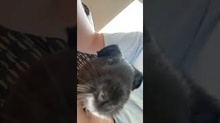 Guinea Pig Rodents Videos