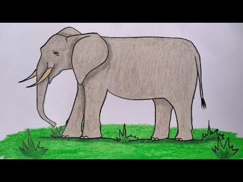 Menggambar gajah || Cara menggambar dan mewarnai binatang yang mudah