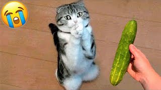 A Lot Of Funny Cats For Today - Funny Pets Videos 2022| Pets Island