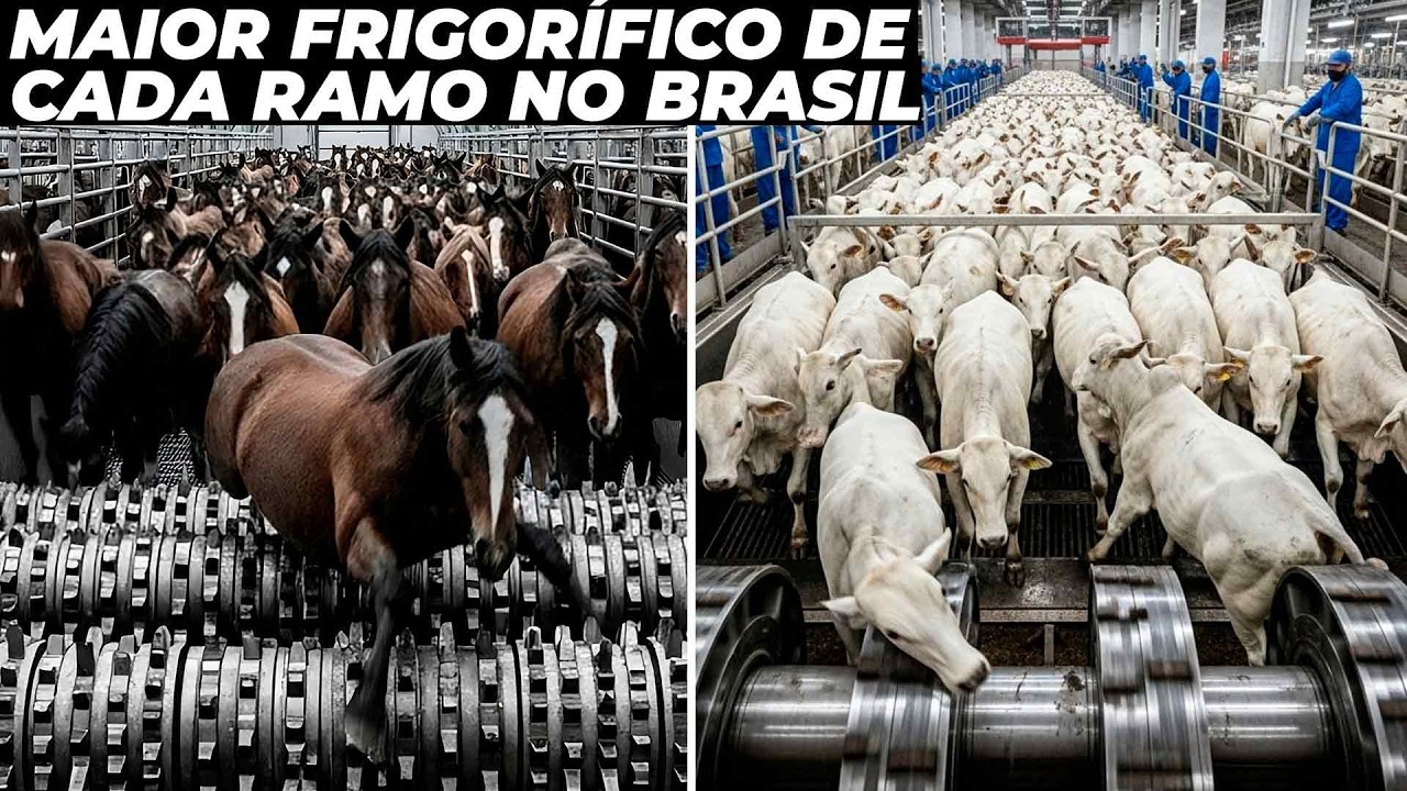 CONHEÇA O MAIOR FRIGORÍFICO DE CADA ANIMAL NO BRASIL