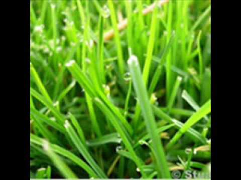 braca bez gaca travo zelena