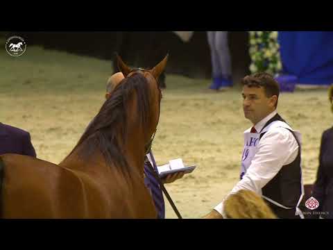 N 49 AJ SAMARA   Dubai Arabian Horse Show 2020   Fillies 2 Years Old Class 3