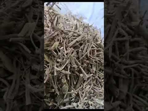 White Shatavari Dry Root