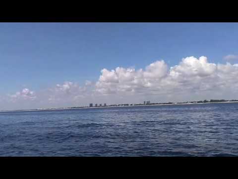Wild bottlenose dolphins. Palm Beach Florida. August 2016.