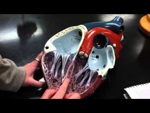 Exercise 20: The Heart: Model 2