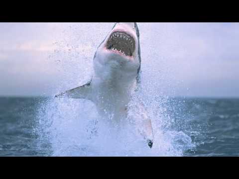 Seriph - Gnar Shark [HD]