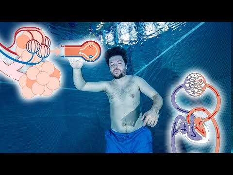 Smedex Trailer - Ertrinkungsnotfälle - Einsätze im und am Wasser #rettungsdienst #elearning