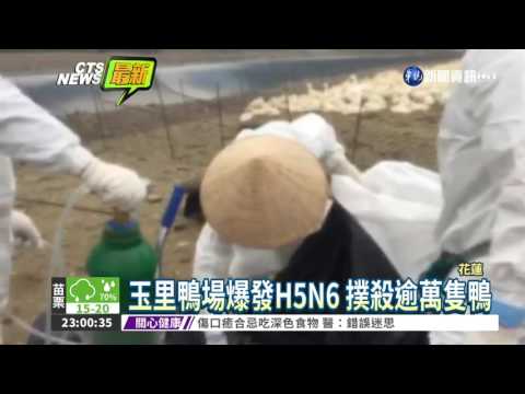 再爆疫"禽"! 花蓮鴨場確診H5N6